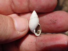 Bulimulus guadalupensis