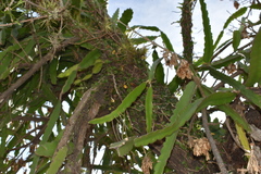 Selenicereus undatus