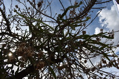 Selenicereus undatus