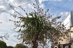 Selenicereus undatus