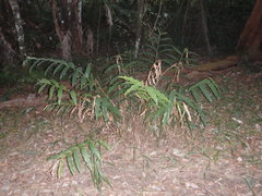 Alpinia arundelliana