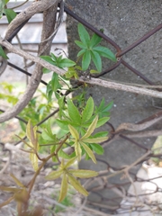 Angiospermae