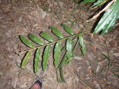 Alpinia arundelliana