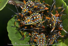 Pachylis nervosus