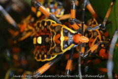 Pachylis nervosus