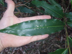 Alpinia arundelliana
