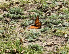 Danaus erippus