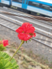 Angiospermae
