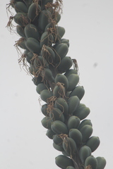 Agave difformis