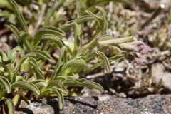 Penstemon hallii