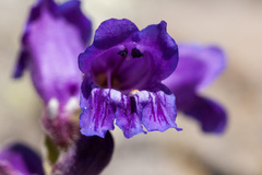 Penstemon hallii