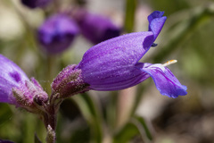 Penstemon hallii