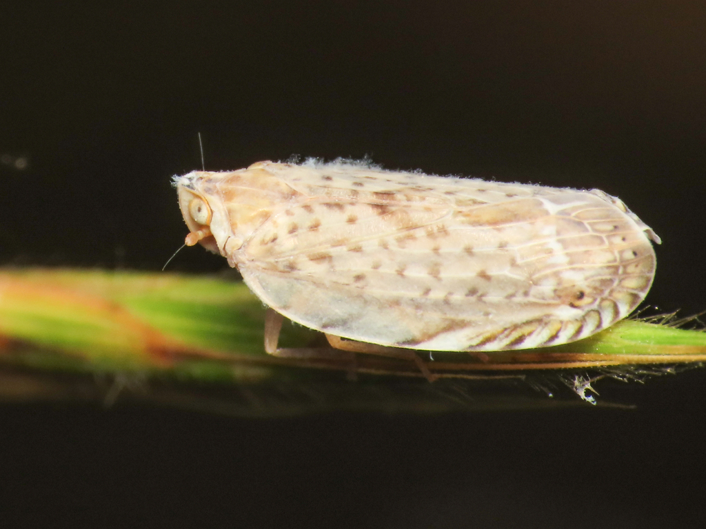 Cixidia advena
