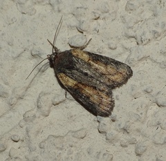 Bryophila raptricula