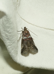 Acrobasis legatea