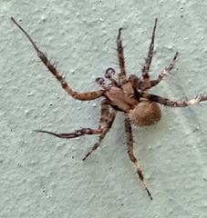 Araneinae