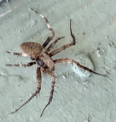 Araneinae