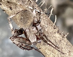 Araneinae