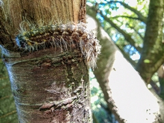 Acronicta megacephala