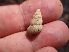 Parachondria lineolata
