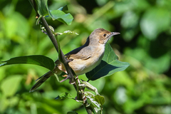 Cisticola erythrops
