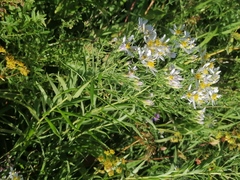 Aster altaicus