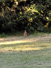 Oryctolagus cuniculus
