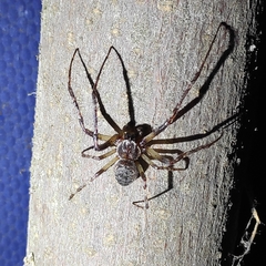 Larinioides ixobolus