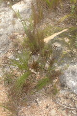 Elegia microcarpa