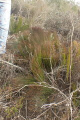 Elegia microcarpa