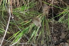 Hipparchia statilinus