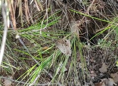 Hipparchia statilinus