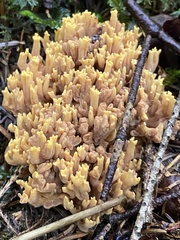 Ramaria testaceoflava