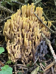Ramaria testaceoflava