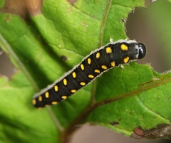 Tenthredo mandibularis