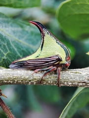 Umbonia crassicornis