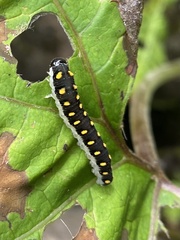 Tenthredo mandibularis