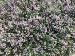 Agathosma thymifolia