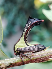 Umbonia crassicornis