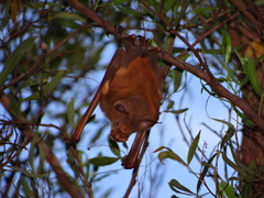 Macronycteris vittatus
