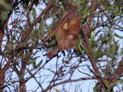 Macronycteris vittatus