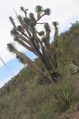 Agave difformis