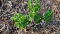 Euura proxima
