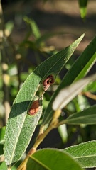 Euura proxima