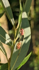 Euura proxima
