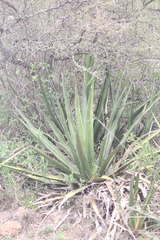 Agave difformis