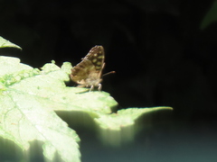 Pararge aegeria