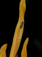 Pogonognathellus longicornis