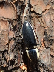 Chalcolepidius apacheanus