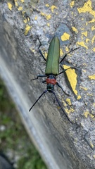 Aromia moschata ambrosiaca